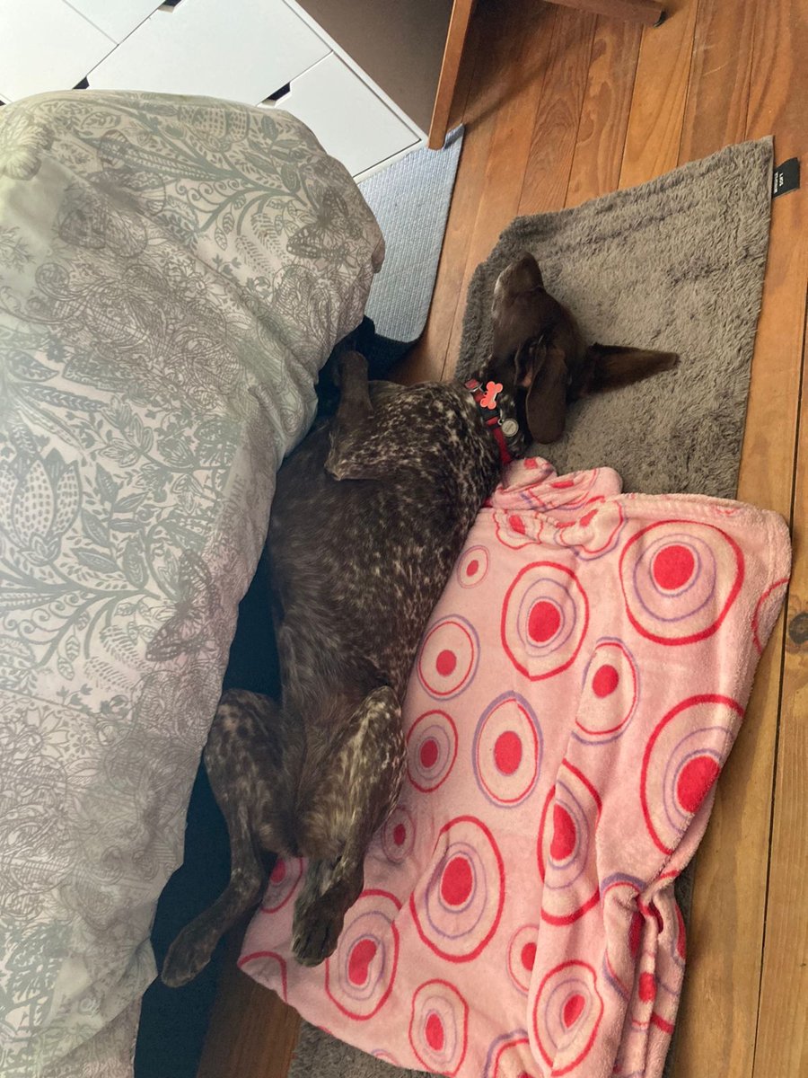 Eva, the German Shorthaired Pointer behind the Eva line